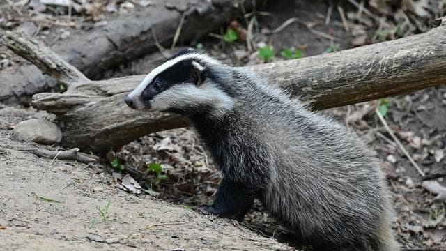 Wildtiere: Bären-Entwarnung im Allgäu: Spuren stammen von Dachs
