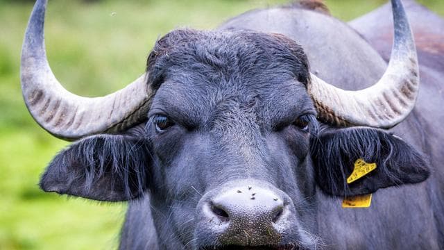 Unfälle: Wasserbüffel und Wolf sorgen für zwei Unfälle