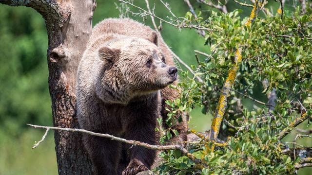 Wildtiere: Labor prüft Bärenspur – Keine weiteren Hinweise entdeckt