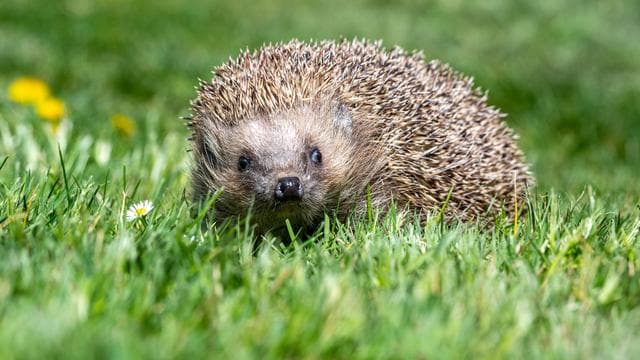 Naturschutz: Schutz für Igel - Nachtverbot für Mähroboter im Kreis Kassel