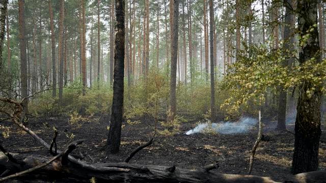 Mecklenburg-Vorpommern: Brand im Müritz-Nationalpark gelöscht