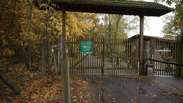 Brandenburg: Behörden prüfen Konsequenzen nach Wolfsangriff in Wildpark