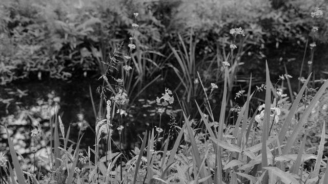 Geständnis: Die Leiche im Gartenteich