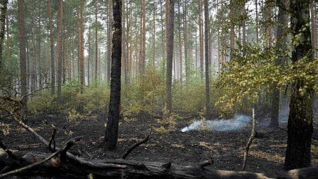 Brände: Ministerium: Waldbrand im Müritz-Nationalpark ist gelöscht