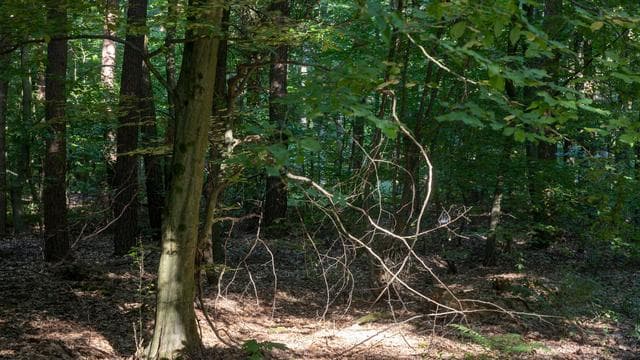 Wetter: Temperaturen und Waldbrandgefahr steigen