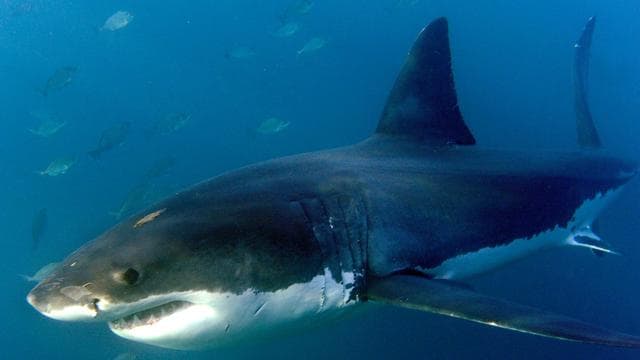 Notfall in Down Under: Surfer nach Haiangriff in Australien vermisst