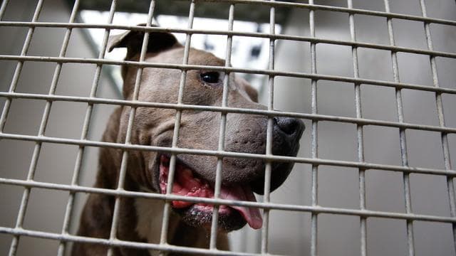 Tiere: Mann ersticht aggressiven Hund - 70-Jährige verblutet fast