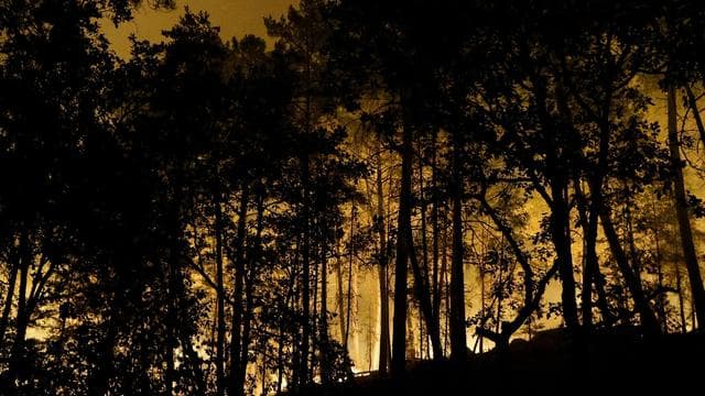 Wald von Fontainebleau: Waldbrand bei Paris – Verdacht auf Brandstiftung